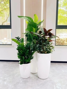 探索镇海植物出租方案，开启别样绿植之旅><div class=